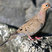 Mourning Dove